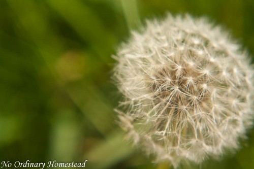 you capture spring