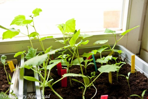 Garden Life Get off my seedlings!