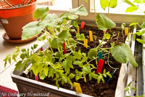 Garden Life Get off my seedlings!