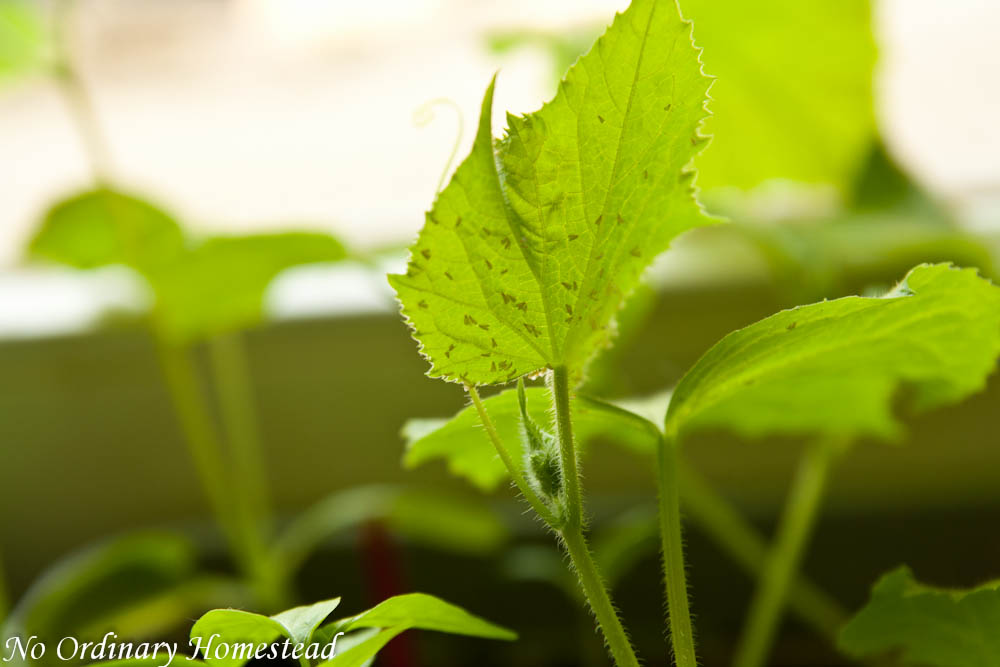 {Garden Life} Get off my seedlings!