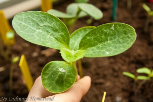 garden linky