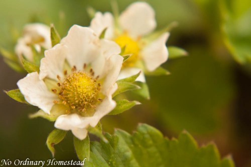 you capture spring