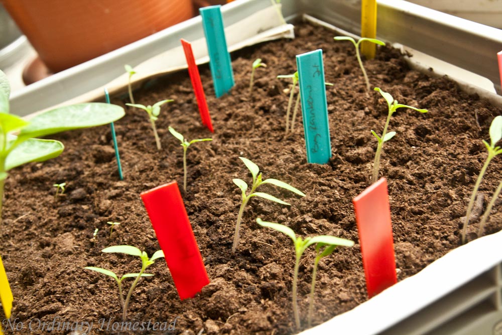 {Garden Life}  The seedling update