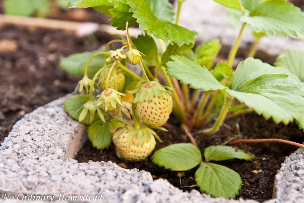 {Garden Life} A Garden Update