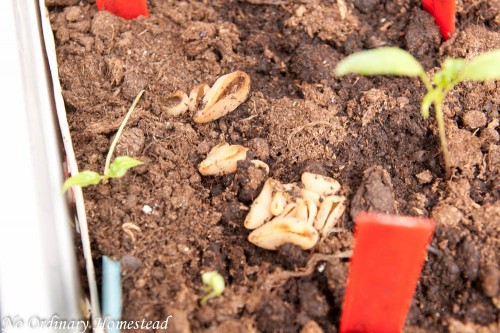 garden life linky