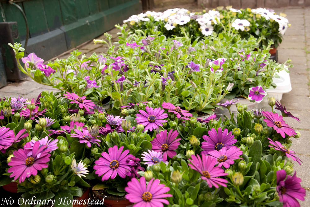 {Garden Life} Seedlings and flowers