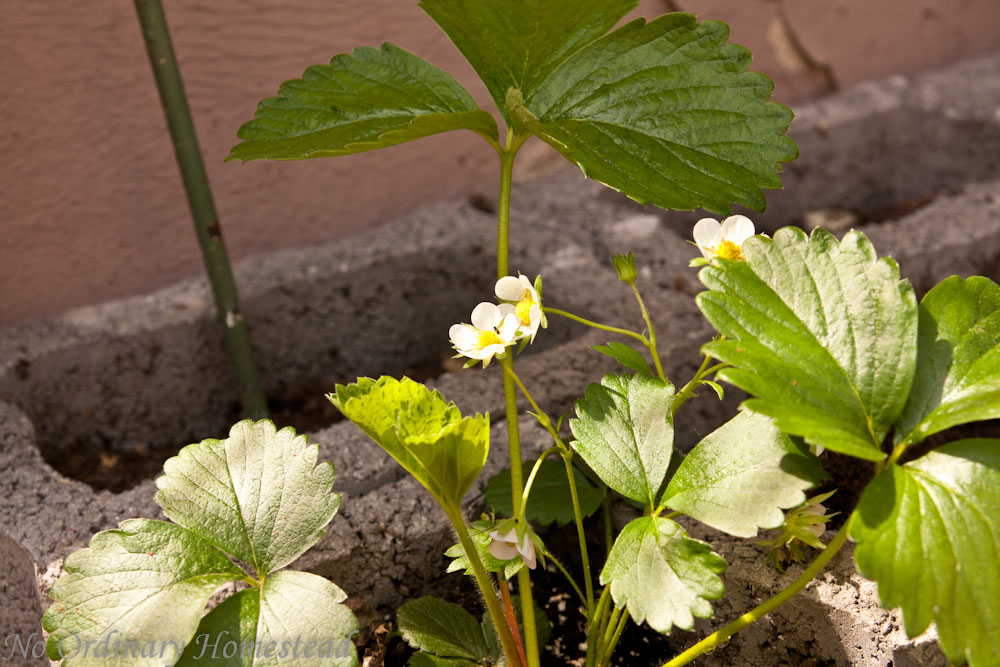 {Garden Life} Transplantation complete