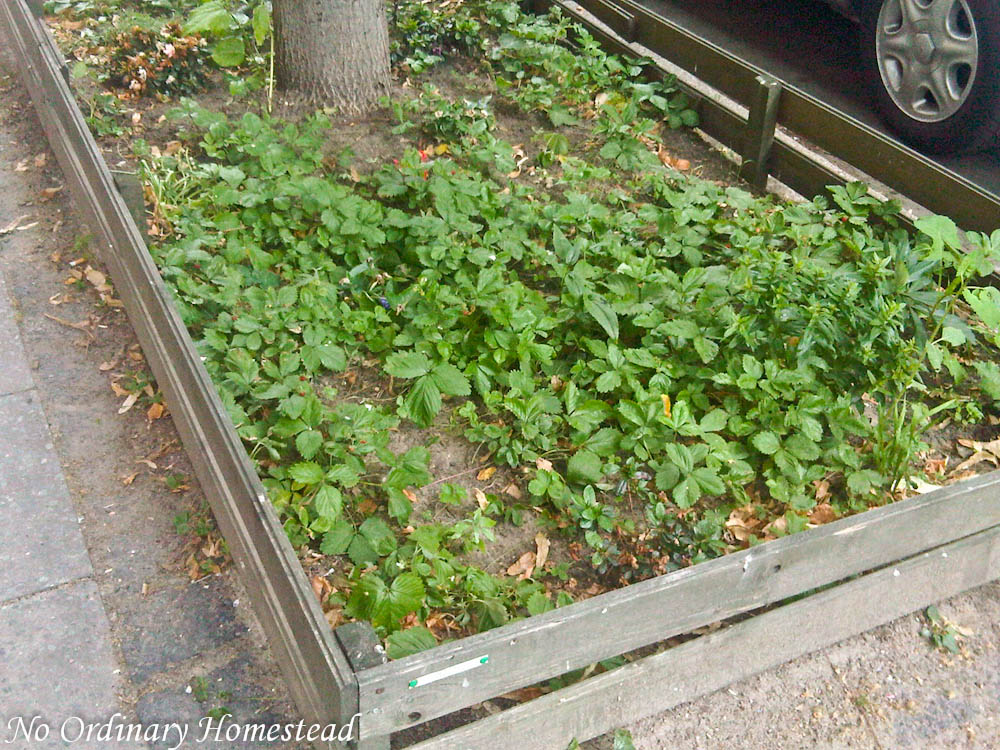 {Garden Life} Guerrilla gardening in Berlin