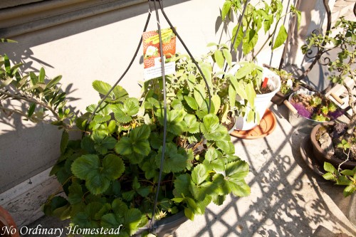 Garden Life in Berlin