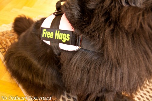 My indestructible harness {Ayla's Thoughts}