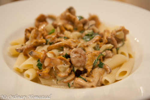 Chanterelle mushroom pasta