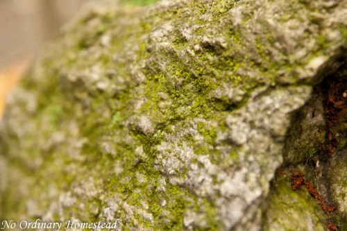 Green {You Capture}