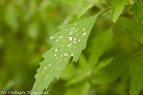 Green {You Capture}