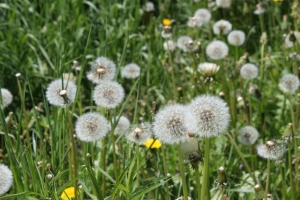 Natural Weed Control for Your Lawn