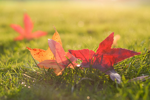15 Fun Fall Projects {Natural Life Link-up}