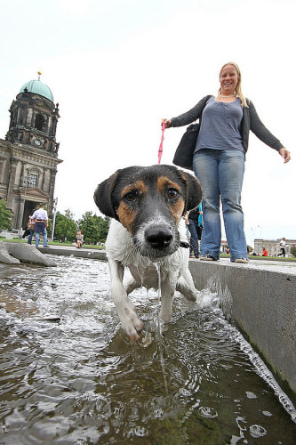 dog-city-etiquette