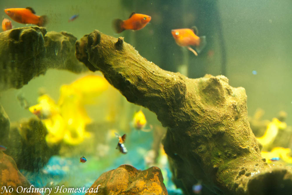 kids-fish-tank-03 - No Ordinary Homestead