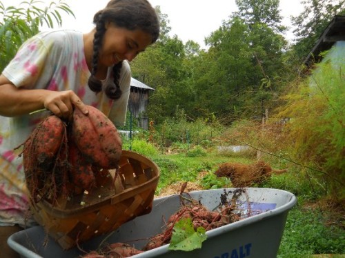 walden-effect-sweet-potatoes