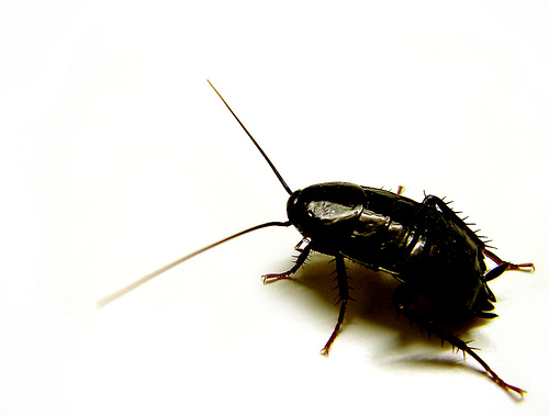 5 Tips to Pest Proof Your Home