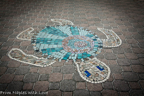 naples-fl-pier-turtle