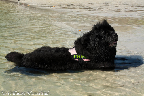 bonita-beach-dog-park_05