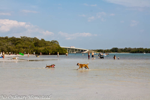 bonita-beach-dog-park_07