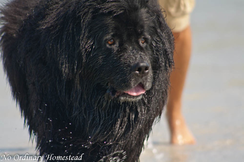 bonita-beach-dog-park_11