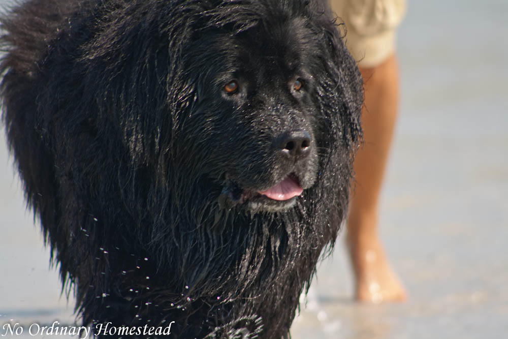 Visiting Bonita Beach Dog Park