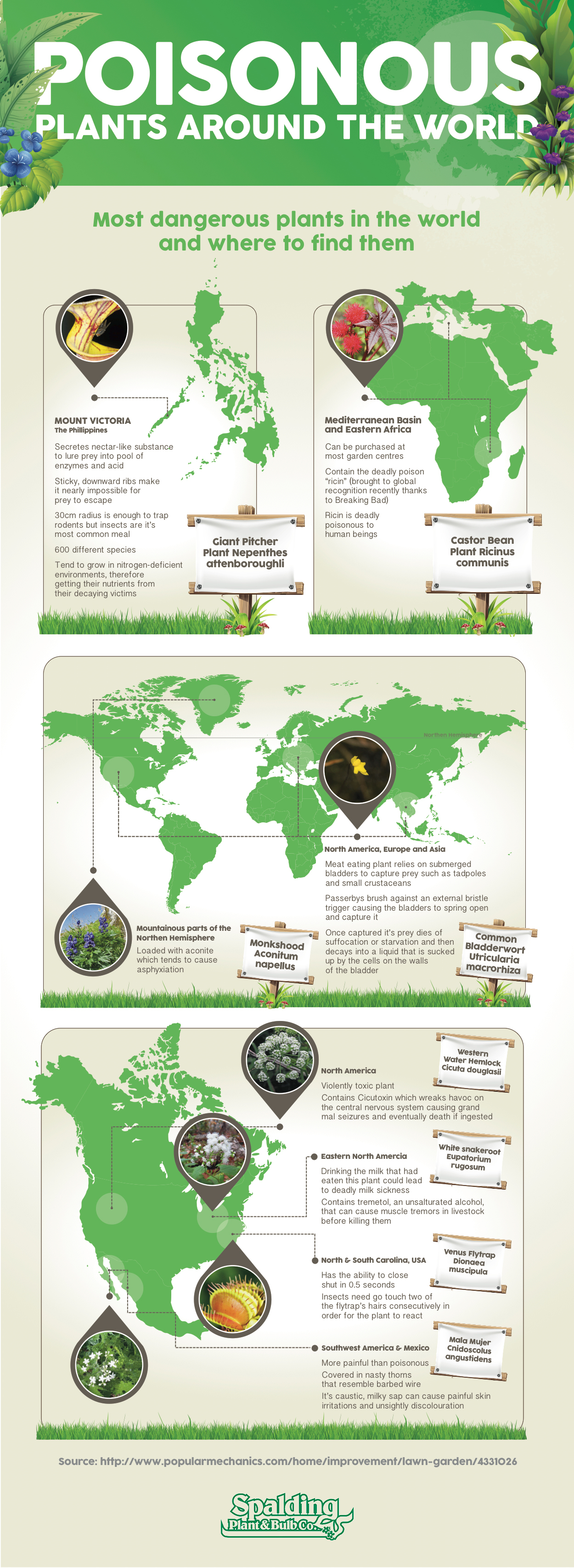 Plants to avoid this summer