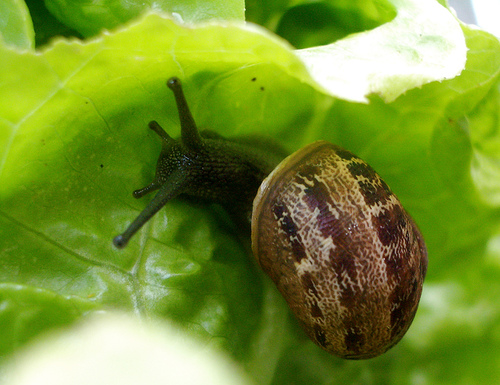 11 Companion Gardening Ideas to Banish Pests