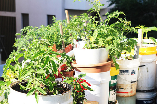 container-garden