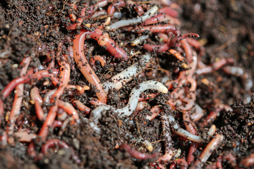 earth-worms-closeup