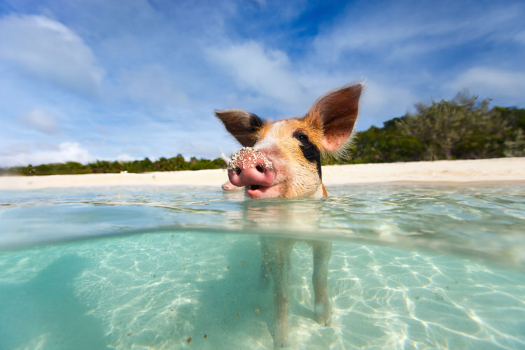 Preparing for the Plane: 9 things you must do before departing for the Bahamas