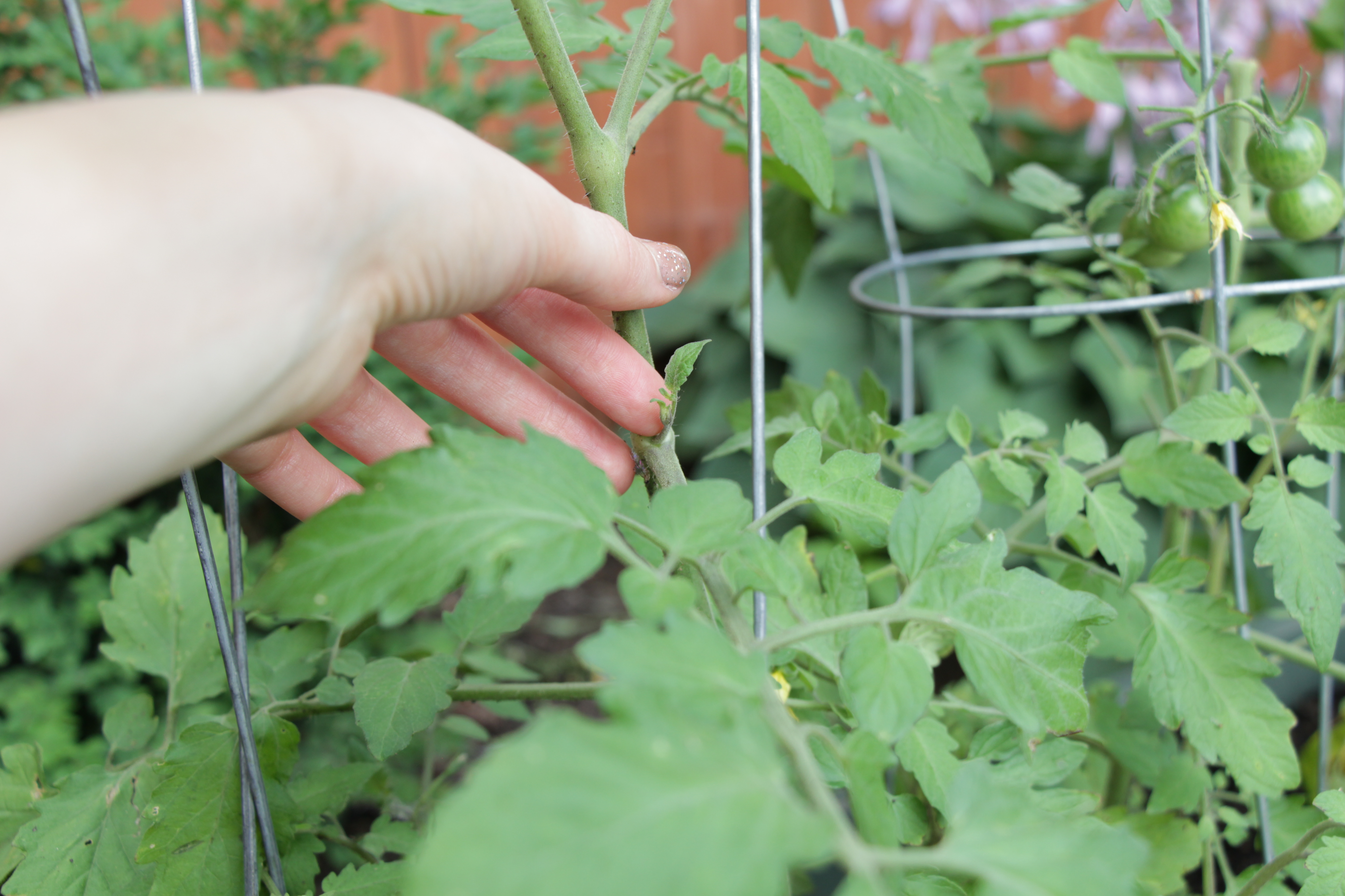 How to Prune Tomatoes Like a Boss