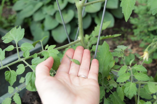 pruning-tomatoes02