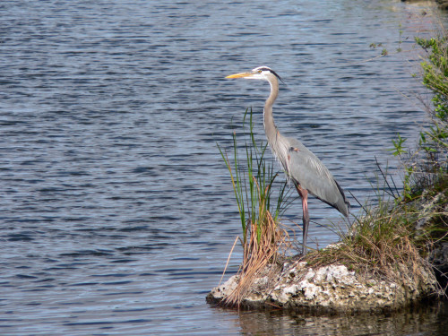 offbeat-florida-birds