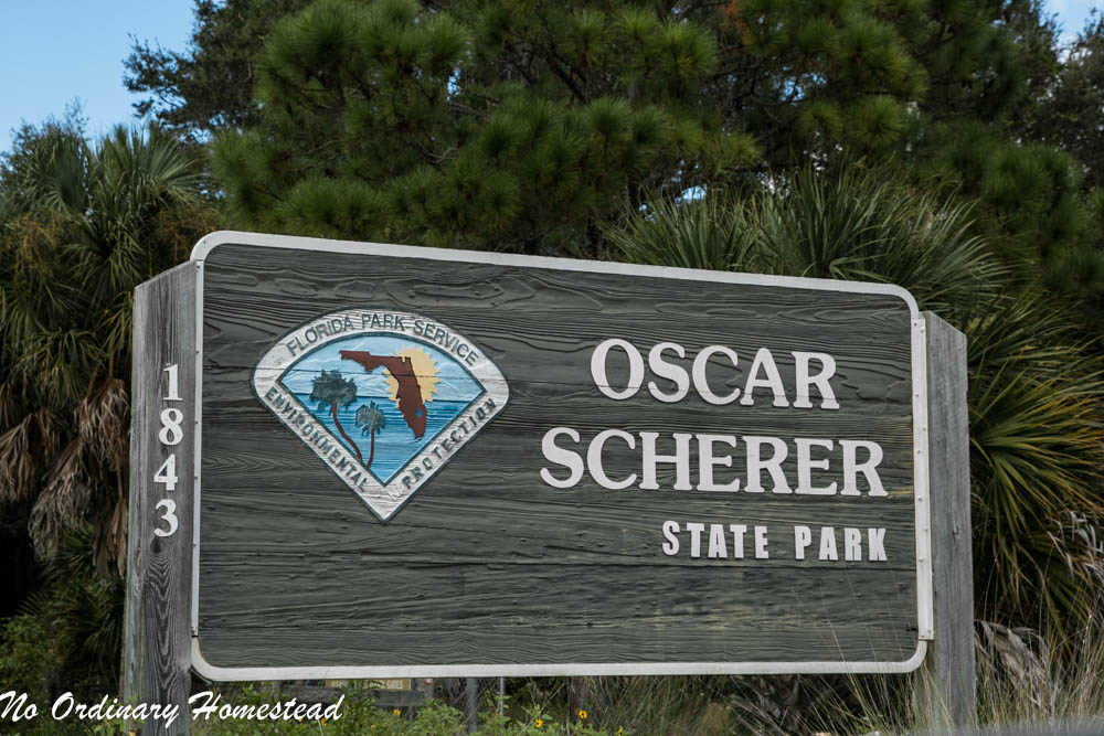 Camping in Oscar Scherer State Park - Woody and Peaceful