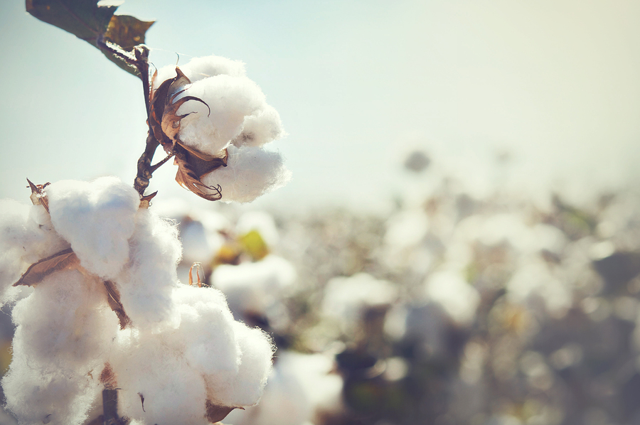 How Green Is Your Organic Cotton?