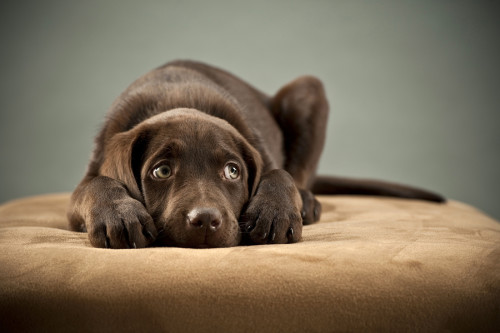Puppy plugging its ears