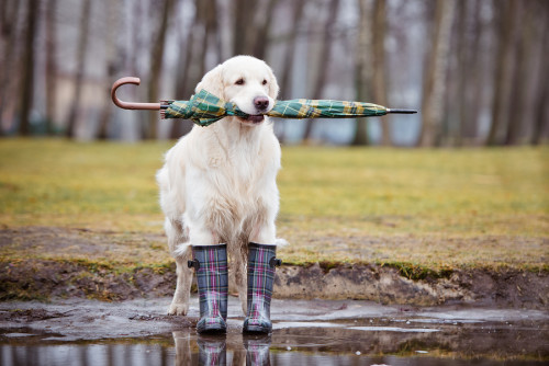 Hunter Wellington Boots