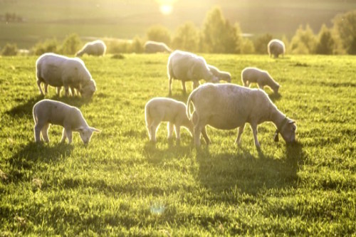 livestock-sheep