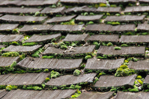 Wooden roof with moss