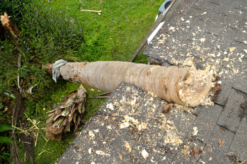 roof damage from tree