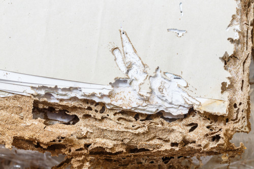Termite damage