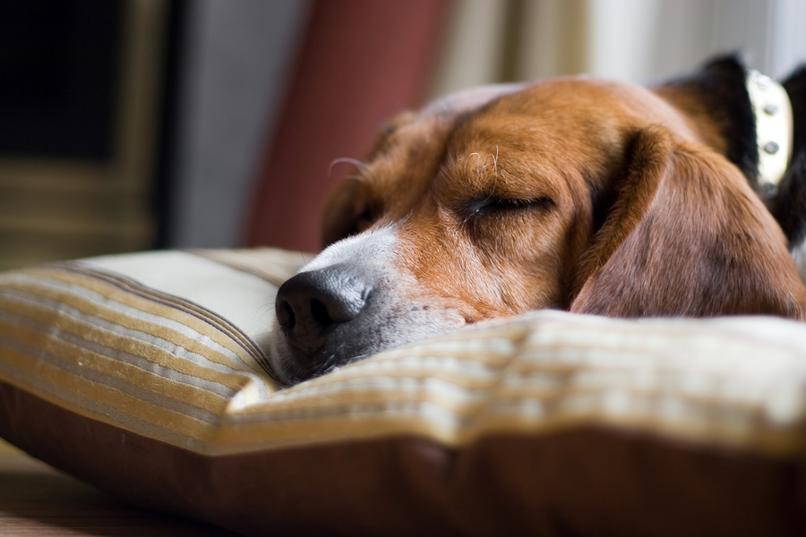 Vet-Recommended Orthopedic Dog Beds Could Change Your Dog’s Life