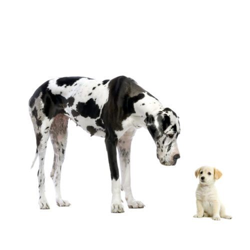 Great Dane Harlequin