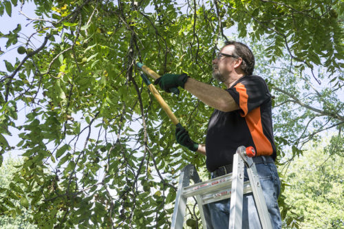 Trimming Limb Off A Tree