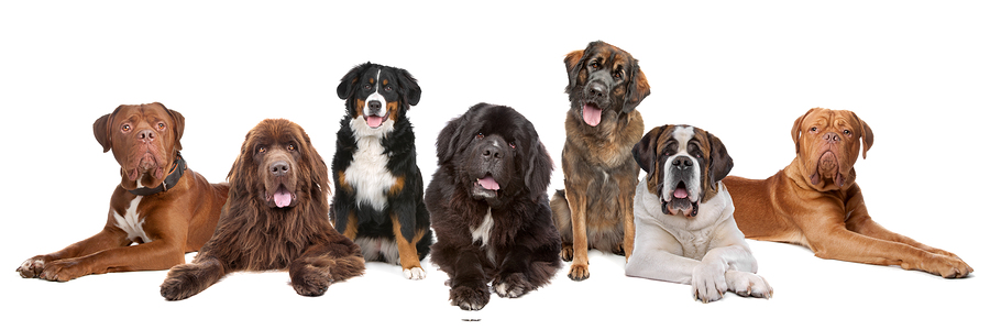 Your Large Breed Dog Deserves Better – Invest In An Orthopedic Bed