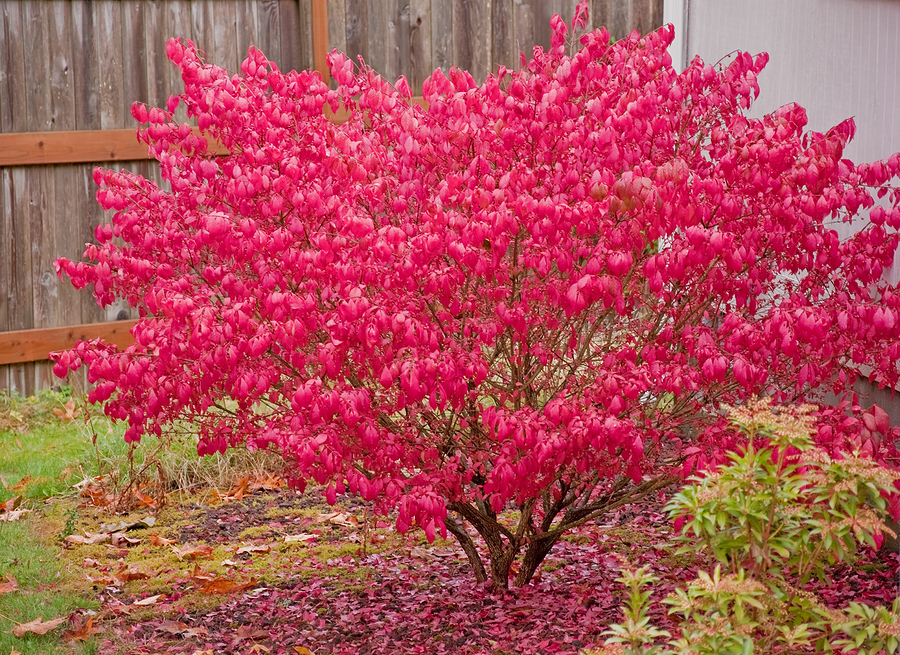Common Landscaping Missteps