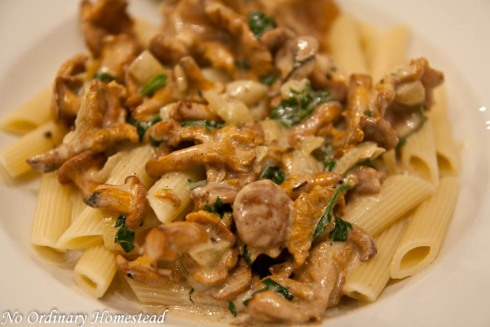 Chanterelle Mushroom Pasta